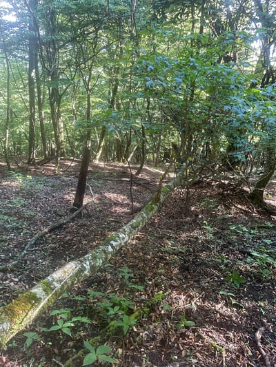Fujikawaguchiko, Yamanashi